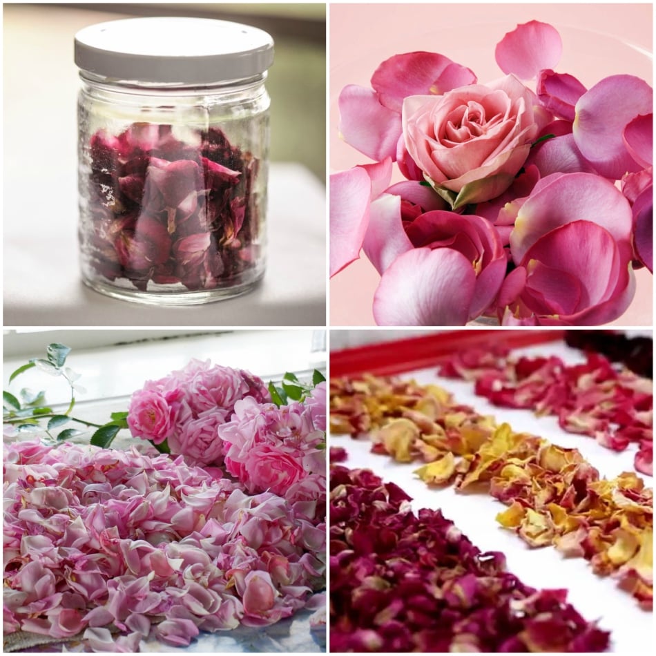 roses_sweet_roses roses_sweet_roses