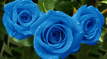 Send blue roses. Blue roses for sale.