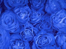 Where to buy blue roses. How to get blue roses.